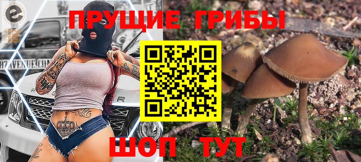 Галлюциногенные грибы Psilocybe Ефремов